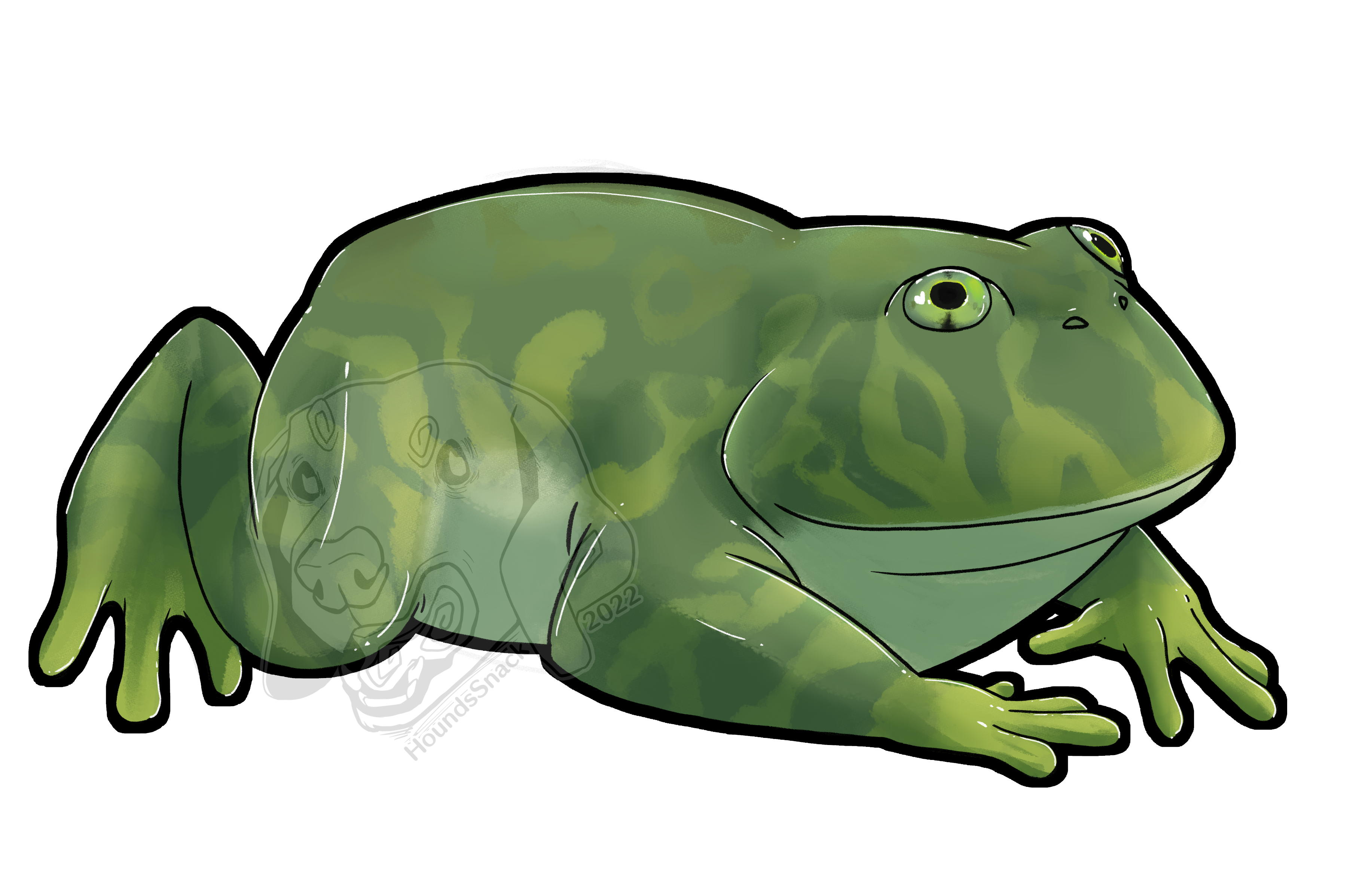 Budgett's Frog artwork
