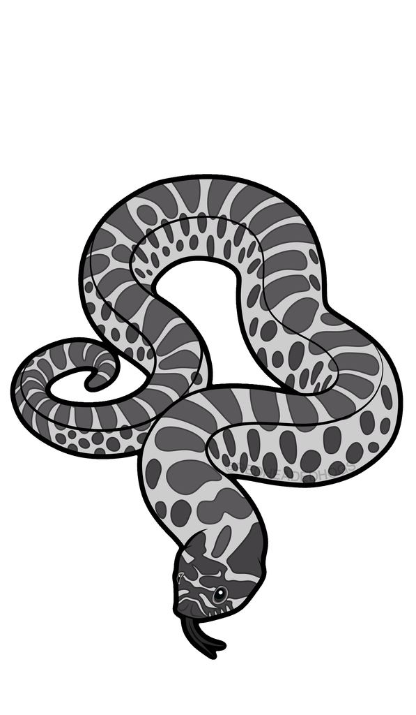 Axanthic Western Hognose Snake artwork