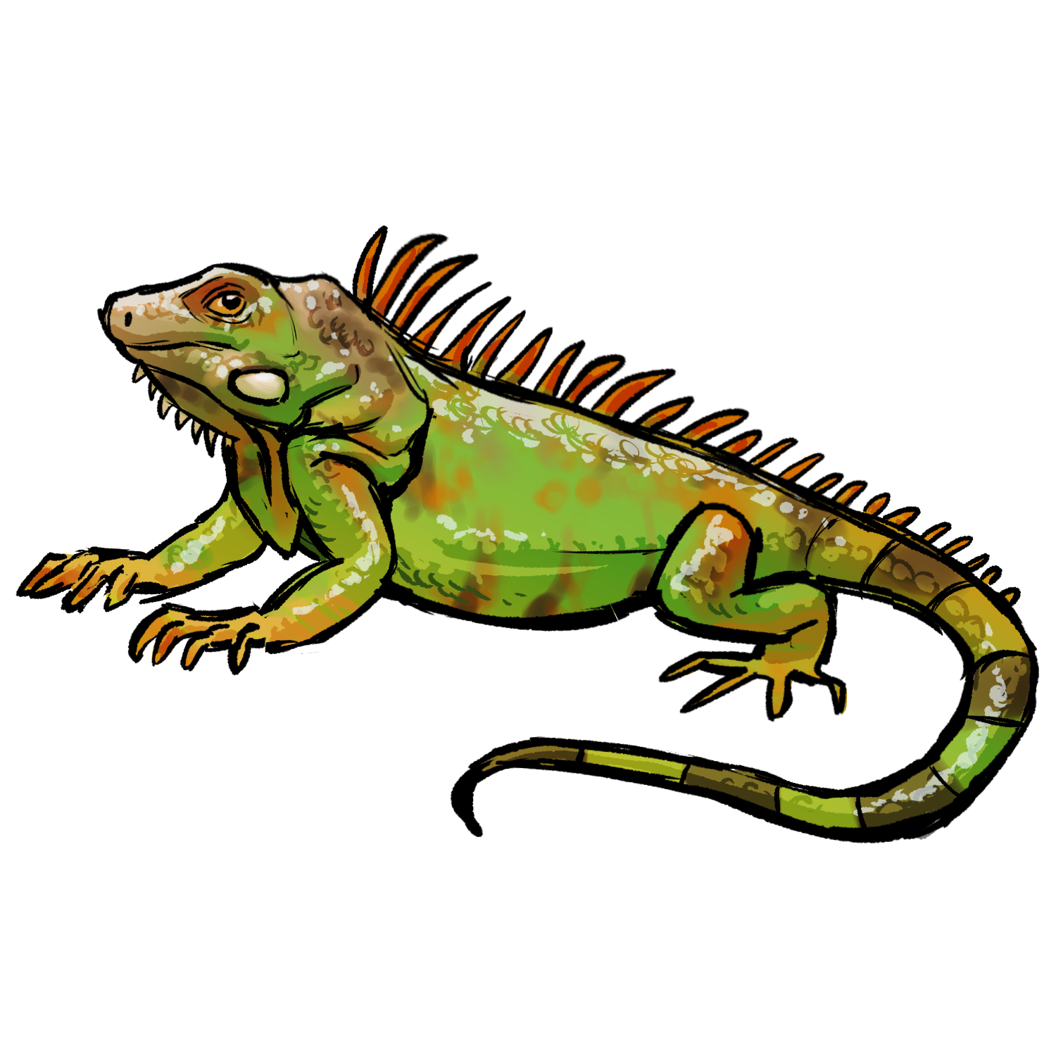 Green Iguana artwork