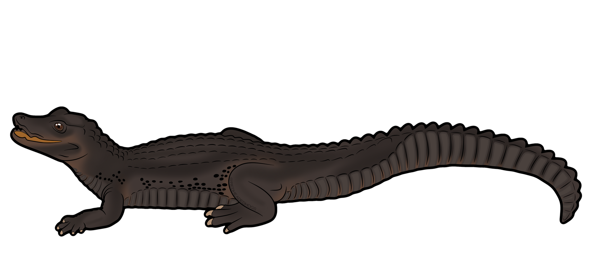 Dwarf Caiman artwork