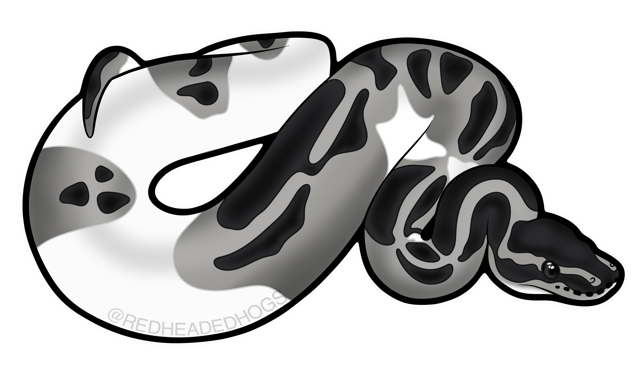 Axanthic Pied Ball Python artwork