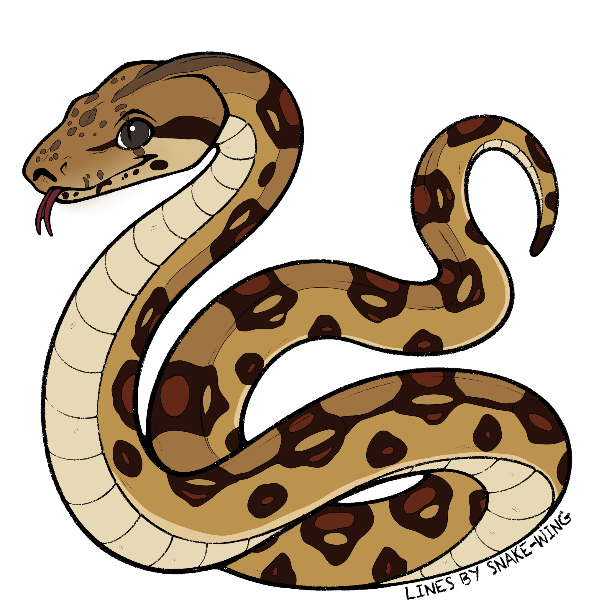 Common Boa artwork
