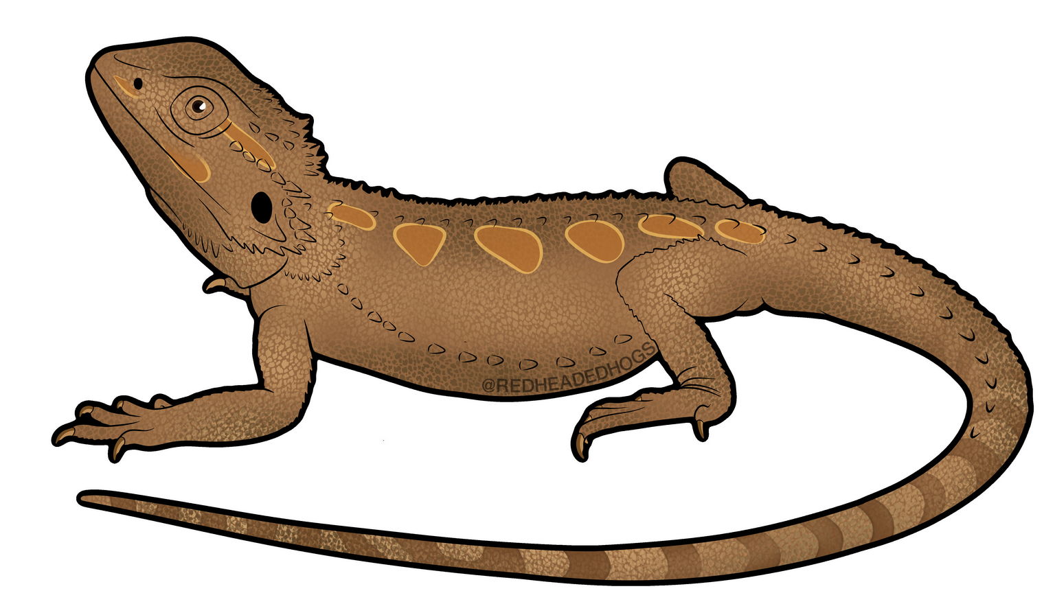 Abrolhos Bearded Dragon artwork