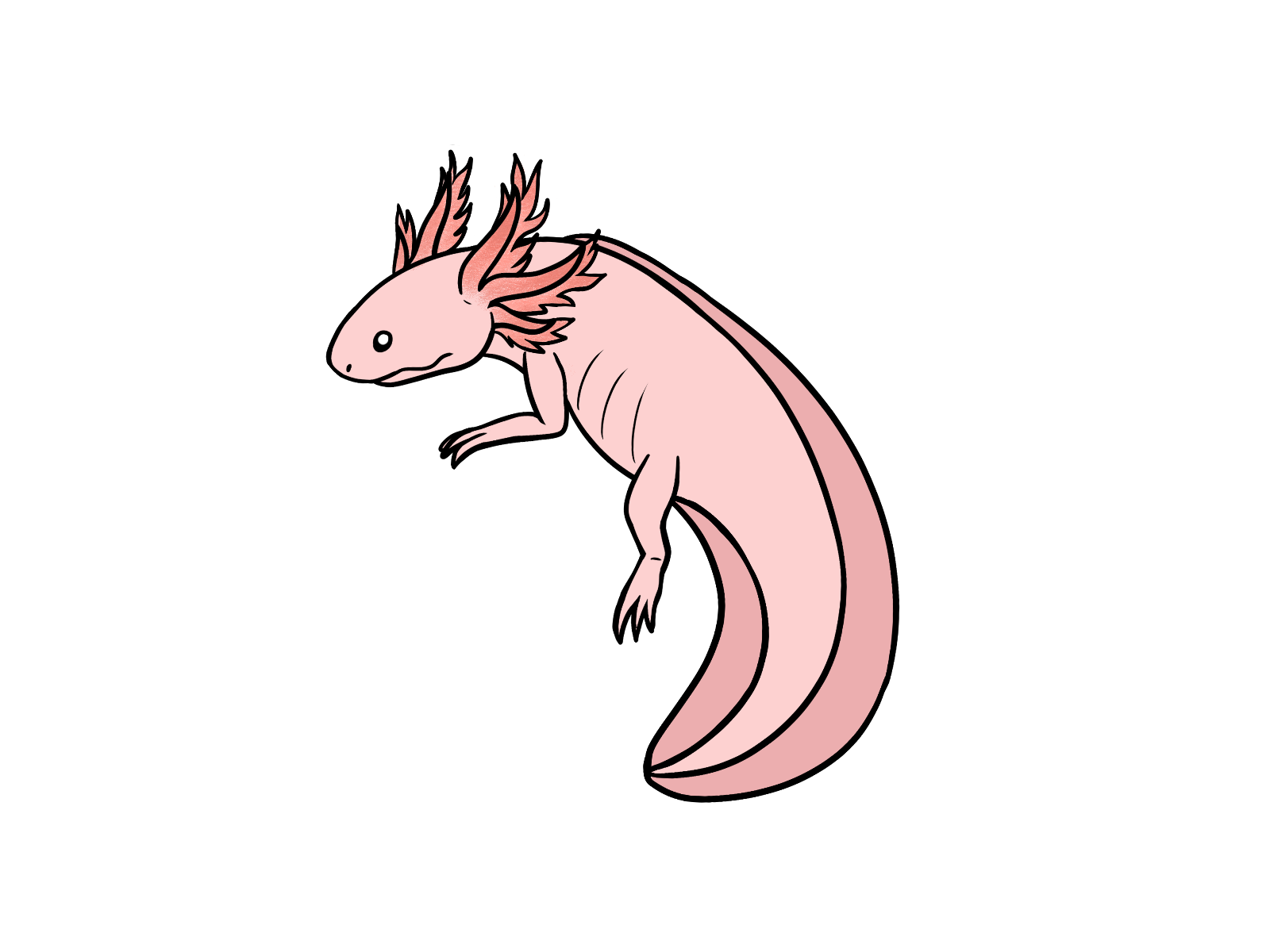 Axolotl artwork