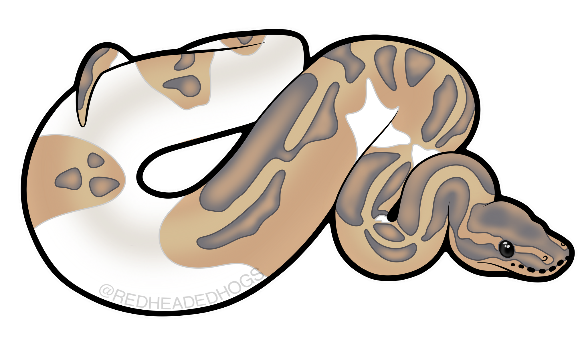 Hypo Pied Ball Python artwork